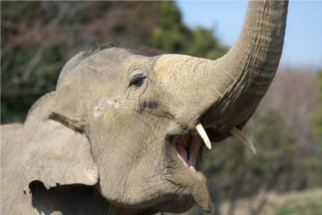 FOTOS: Estos son los 10 animales más amenazados del planeta, según WWF FOTOS: Estos son los 10 animales más amenazados del planeta, según WWF