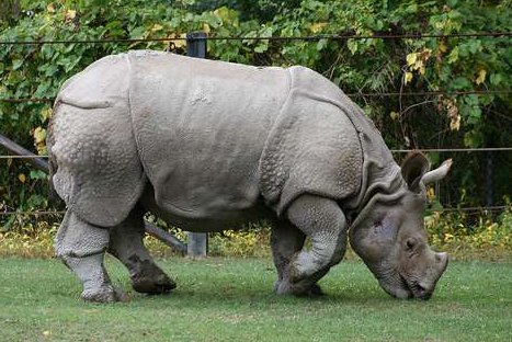 FOTOS: Estos son los 10 animales más amenazados del planeta, según WWF FOTOS: Estos son los 10 animales más amenazados del planeta, según WWF