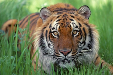 FOTOS: Estos son los 10 animales más amenazados del planeta, según WWF FOTOS: Estos son los 10 animales más amenazados del planeta, según WWF