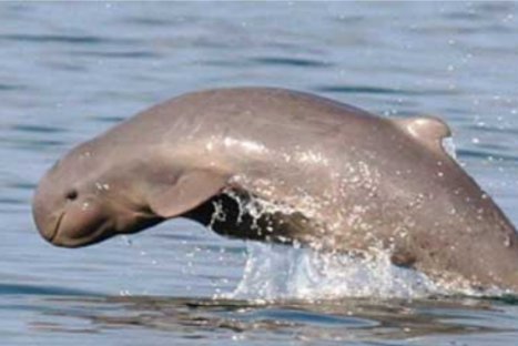 FOTOS: Estos son los 10 animales más amenazados del planeta, según WWF FOTOS: Estos son los 10 animales más amenazados del planeta, según WWF