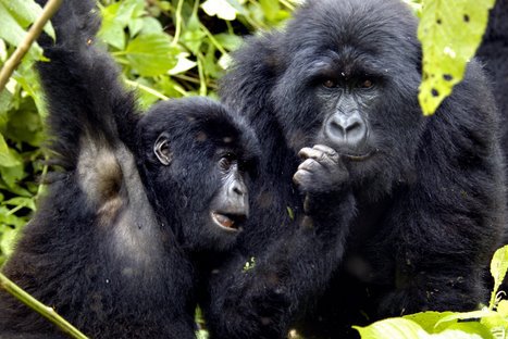FOTOS: Estos son los 10 animales más amenazados del planeta, según WWF FOTOS: Estos son los 10 animales más amenazados del planeta, según WWF