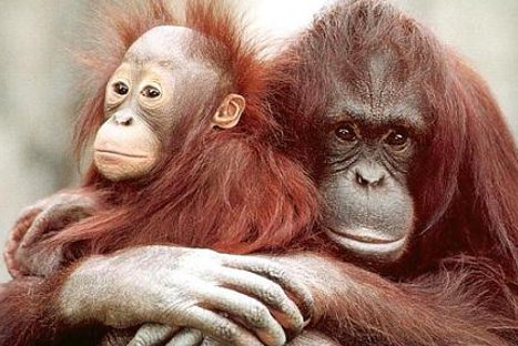 FOTOS: Estos son los 10 animales más amenazados del planeta, según WWF FOTOS: Estos son los 10 animales más amenazados del planeta, según WWF