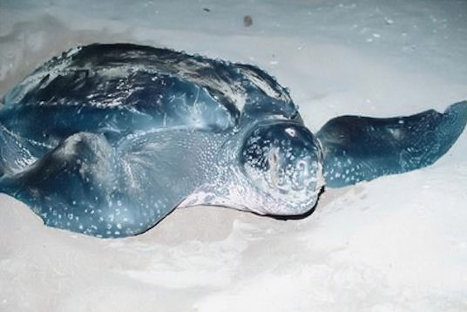 FOTOS: Estos son los 10 animales más amenazados del planeta, según WWF FOTOS: Estos son los 10 animales más amenazados del planeta, según WWF