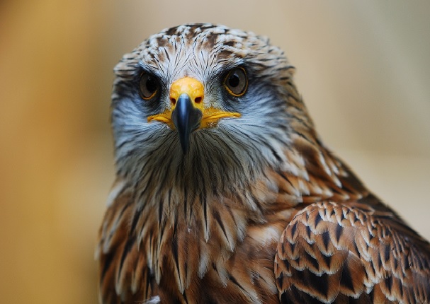 Esta es la mascota ideal para ti según tu signo del zodiaco Esta es la mascota ideal para ti según tu signo del zodiaco