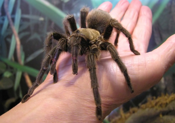 Esta es la mascota ideal para ti según tu signo del zodiaco Esta es la mascota ideal para ti según tu signo del zodiaco