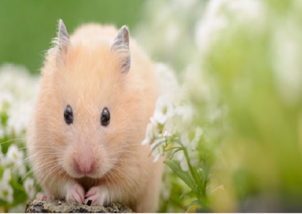 Esta es la mascota ideal para ti según tu signo del zodiaco Esta es la mascota ideal para ti según tu signo del zodiaco