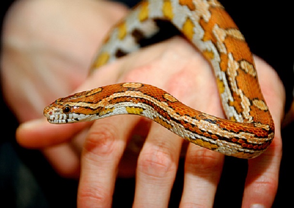 Esta es la mascota ideal para ti según tu signo del zodiaco Esta es la mascota ideal para ti según tu signo del zodiaco