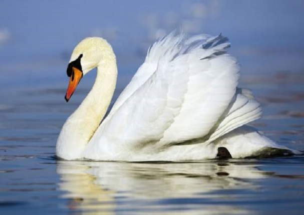 Esta es la mascota ideal para ti según tu signo del zodiaco Esta es la mascota ideal para ti según tu signo del zodiaco
