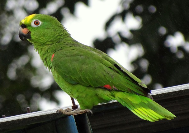Esta es la mascota ideal para ti según tu signo del zodiaco Esta es la mascota ideal para ti según tu signo del zodiaco