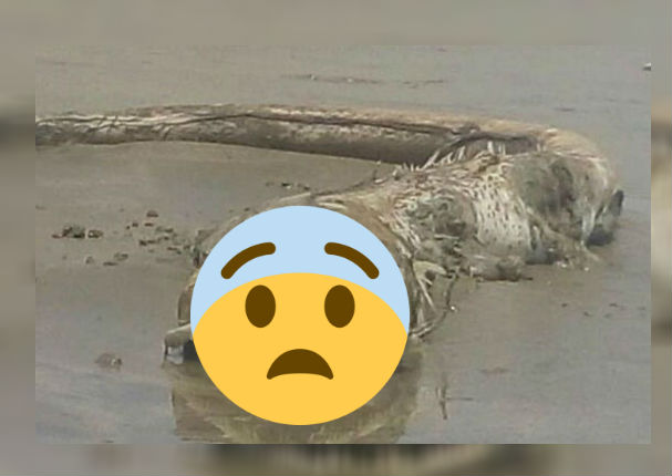 Viral: Encuentran a extraña criatura en las costas del pacífico (FOTOS) Viral: Encuentran a extraña criatura en las costas del pacífico (FOTOS)
