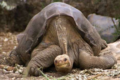 Falleció el 'Solitario George', la última tortuga gigante de la isla Pinta