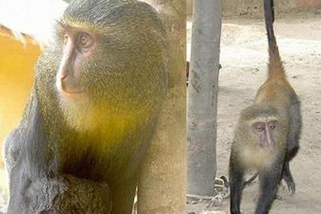 Descubren una nueva especie de mono en Afríca