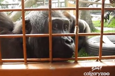 VIDEO: Oruga fascina a gorilas en zoológico canadiense