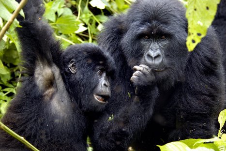 FOTOS: Estos son los 10 animales más amenazados del planeta, según WWF