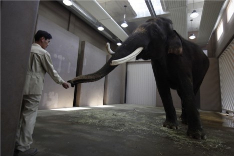VIDEO: Koshik, el elefante que aprendió a 'hablar' coreano