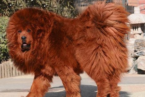 Este es el perro más caro del mundo