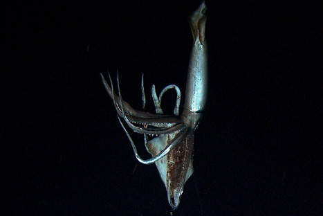 Captan por primera vez imágenes de un calamar gigante en el fondo del mar