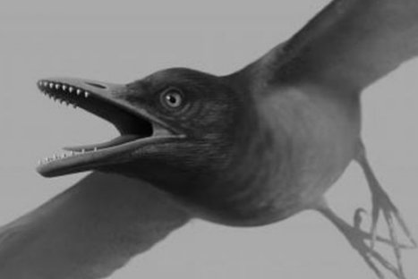 Descubren fósil de pájaro con dientes de 'depredador'