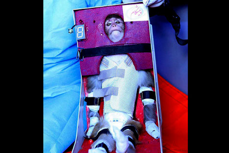 Conoce al mono austronauta de Irán – FOTOS