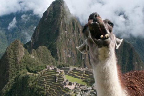 Conoce a la 'Llama gritona' de Machu Picchu, la nueva sensación de internet