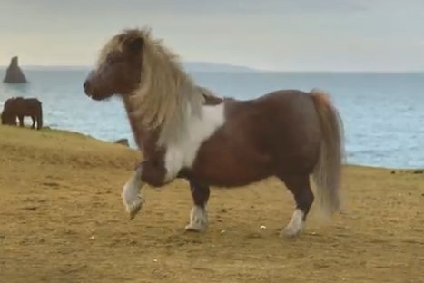 ¿Te imaginas a un pony bailarín? - VIDEO