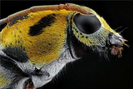 Descubriendo la naturaleza: Insectos en primer plano - FOTOS