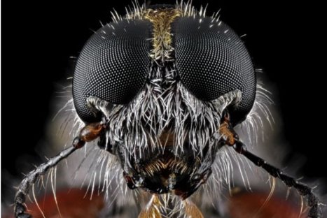 Descubriendo la naturaleza: Insectos en primer plano - FOTOS