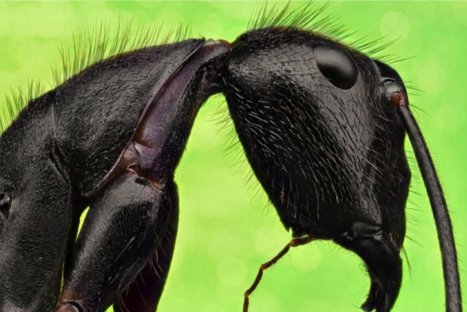 Descubriendo la naturaleza: Insectos en primer plano - FOTOS