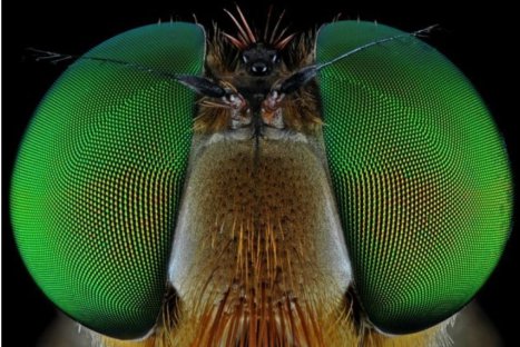 Descubriendo la naturaleza: Insectos en primer plano - FOTOS