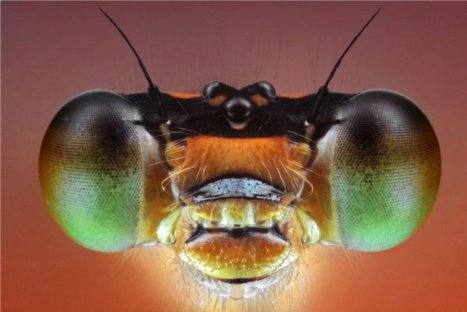 Descubriendo la naturaleza: Insectos en primer plano - FOTOS