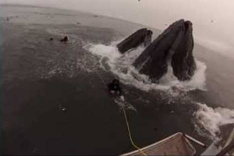 ¡Insólito! Dos buzos casi son tragados por ballenas - VIDEO
