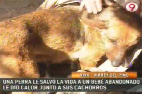 Argentina: 'Puti', la perra que salvó a bebé abandonado al cobijarlo junto a sus crías - VIDEO