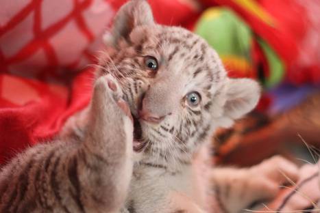Conoce a la primera tigresa de Bengala blanca nacida en el Perú – FOTOS