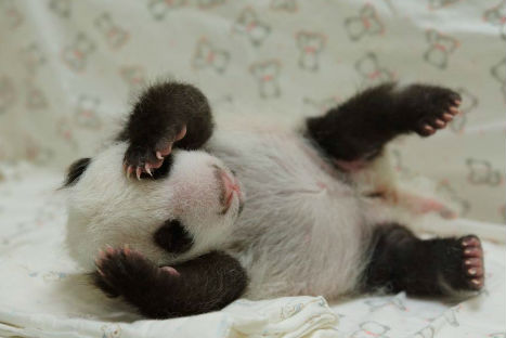 CONOCE AL PANDA BEBÉ YUAN ZAI - FOTOS