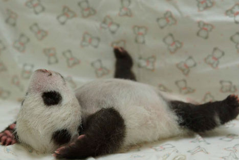 CONOCE AL PANDA BEBÉ YUAN ZAI - FOTOS