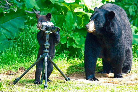 Tiernos familia de osos es fotografiada en graciosas situaciones