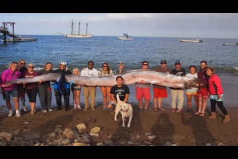 Inédito: Encuentran a una serpiente marina de casi 6 metros en EE.UU - VIDEO