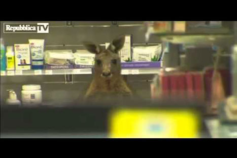 Canguro herido ingresa a farmacia de un aeropuerto - VIDEO