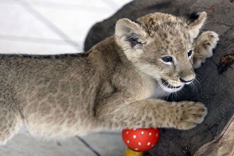 El zoológico de Huachipa tiene una nueva integrante: Evita, la leona - FOTOS