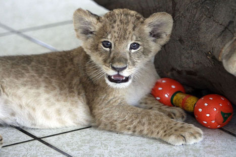 El zoológico de Huachipa tiene una nueva integrante: Evita, la leona - FOTOS