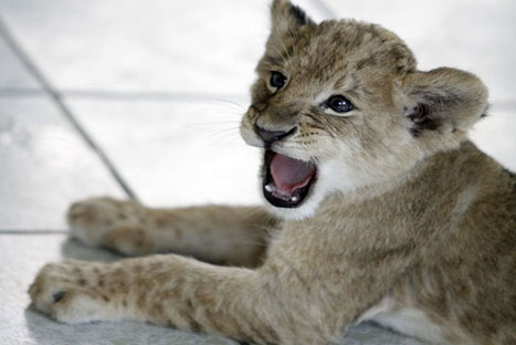 El zoológico de Huachipa tiene una nueva integrante: Evita, la leona - FOTOS