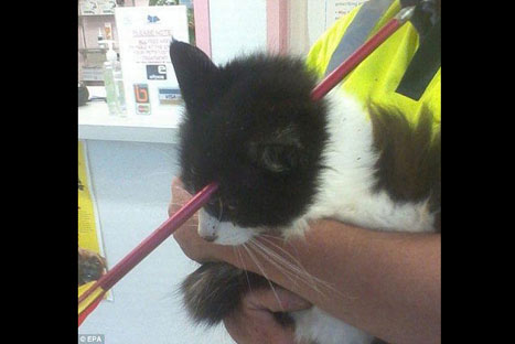 Increíble: Gato recibe una flecha en la cabeza y sobrevive