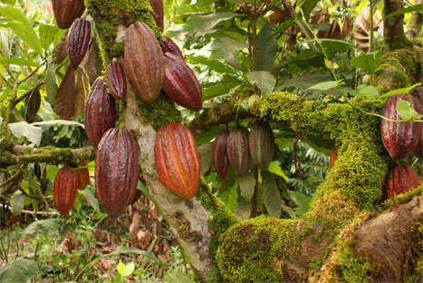 ¡Cacao, el nuevo producto bandera del Perú!