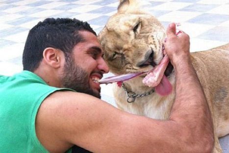 Impactante: hombre tiene leones como mascotas - FOTOS