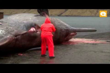 Insólito: le explota una ballena en la cara y vive para contarlo - VIDEO