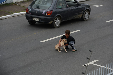 Conmovedor: niño arriesga su vida para salvar a una cachorrita - FOTOS