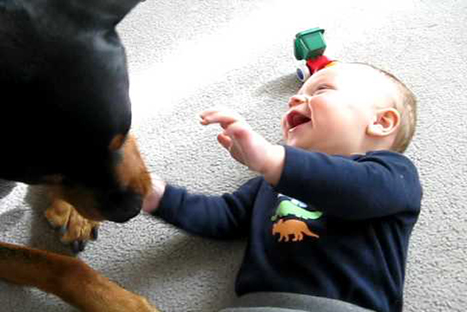 Un perro le hace cosquillas a un bebé y éste estalla en risas- VIDEO