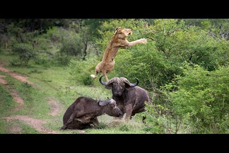 Increíble: Búfalo lanza a un león por los aires al defender a otro búfalo - VIDEO