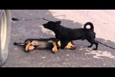 Conmovedor video de cachorro que llora la muerte otro can-VIDEO