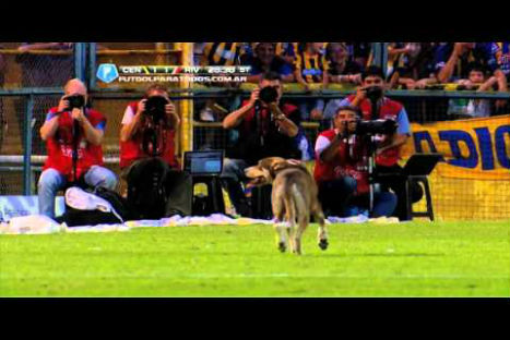 Divertido: can se coló en un partido de fútbol -VIDEO